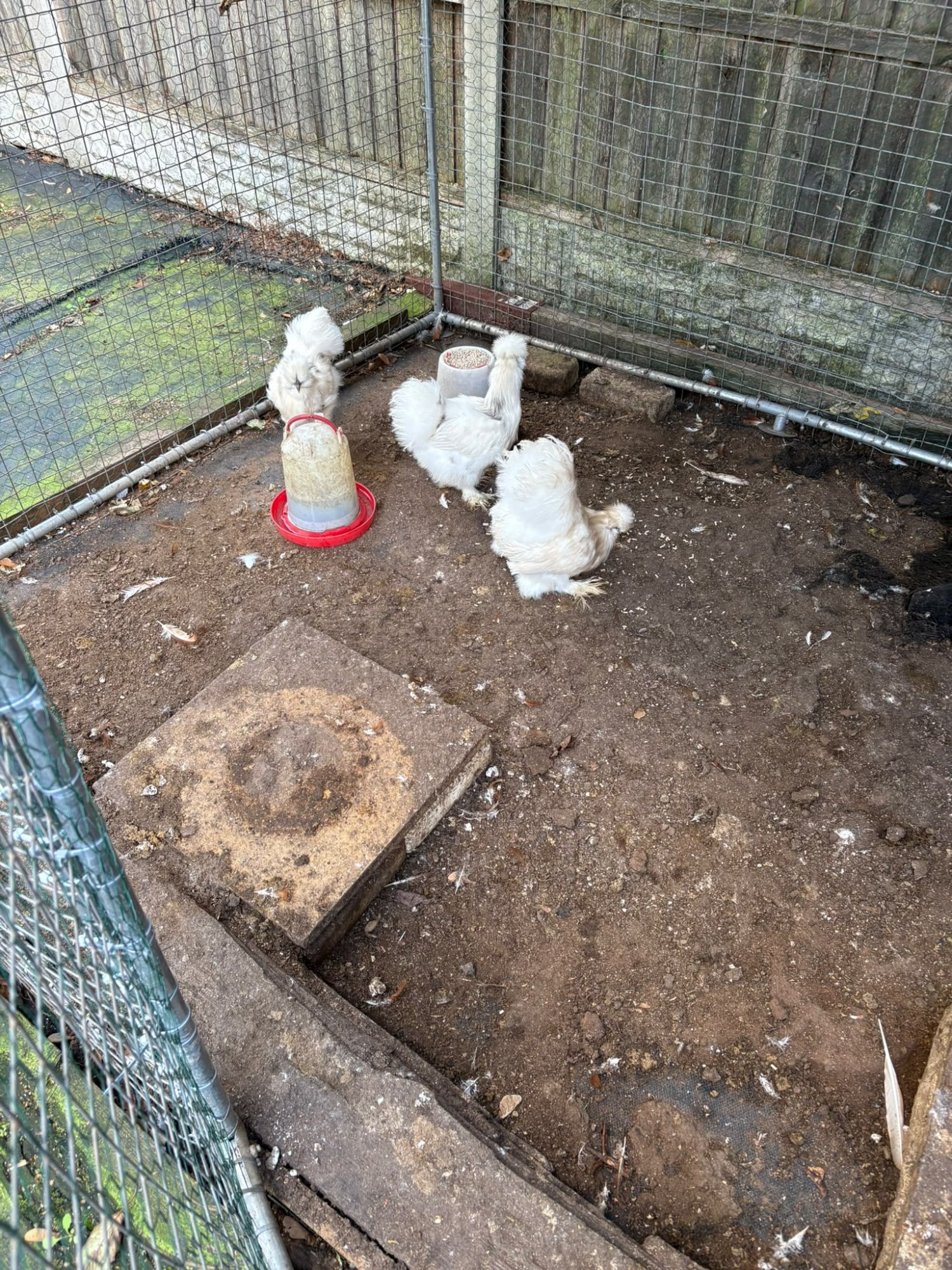 Chickens - {TYPE}
