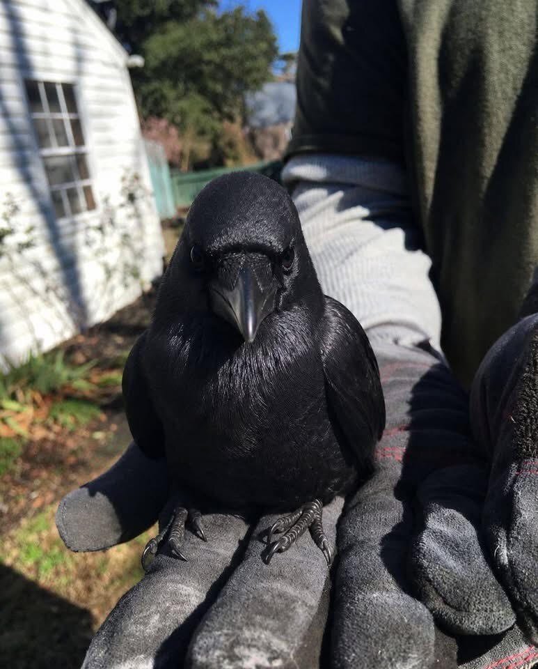 Ravens For Sale in {LOCATION}