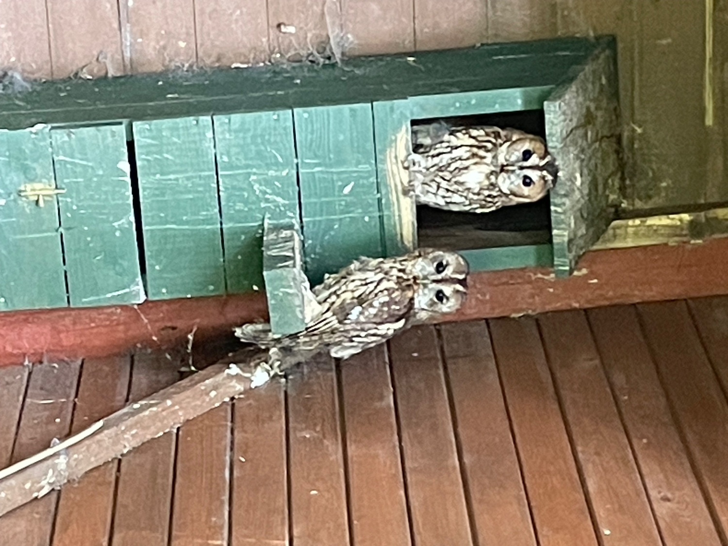 Owls