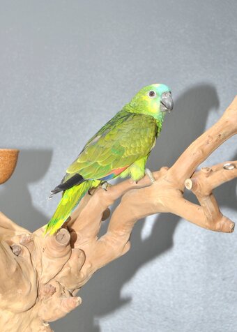 Baby Blue fronted Amazon Talking Parrot