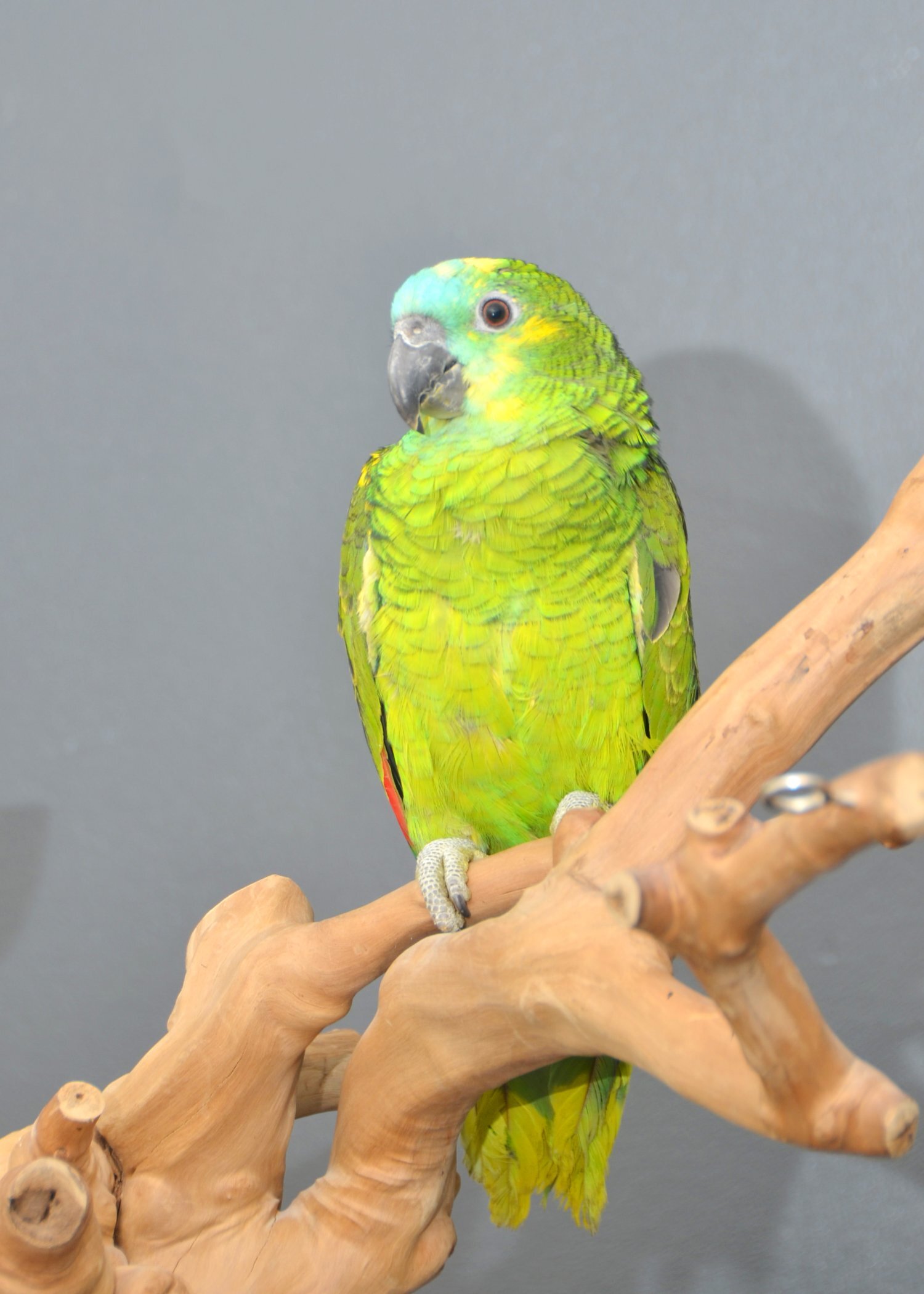 Amazons - Baby Blue fronted Amazon Talking Parrot