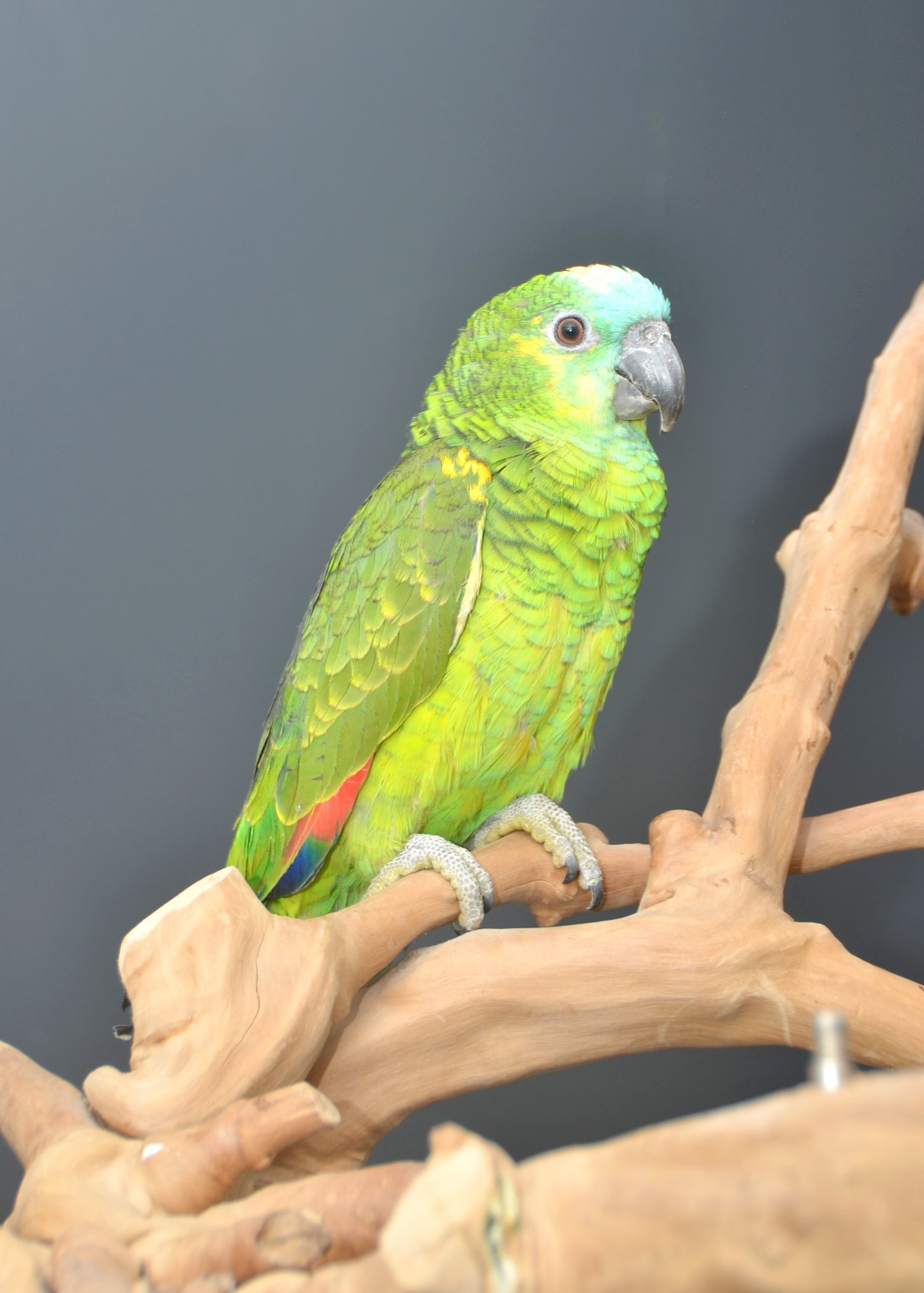 Baby Blue fronted Amazon Talking Parrot - Amazons