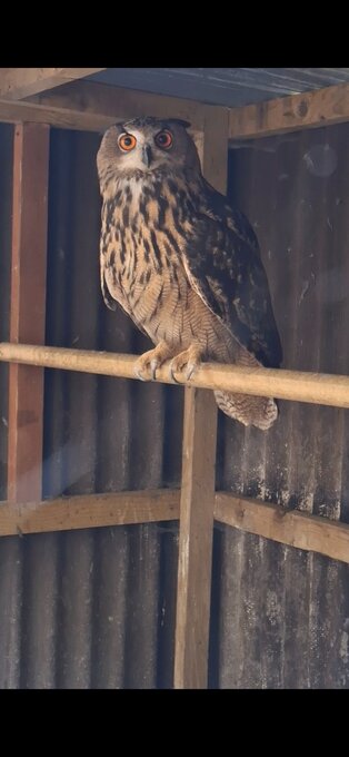 WANTED -  MALE PARENT REARED EUROPEAN EAGLE OWL