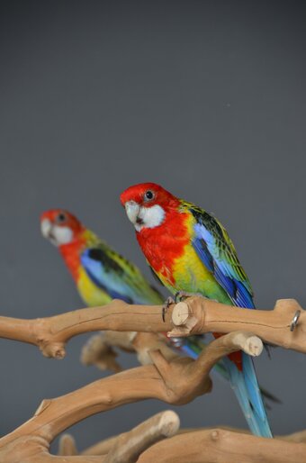 golden-mantled Rosella’s available.