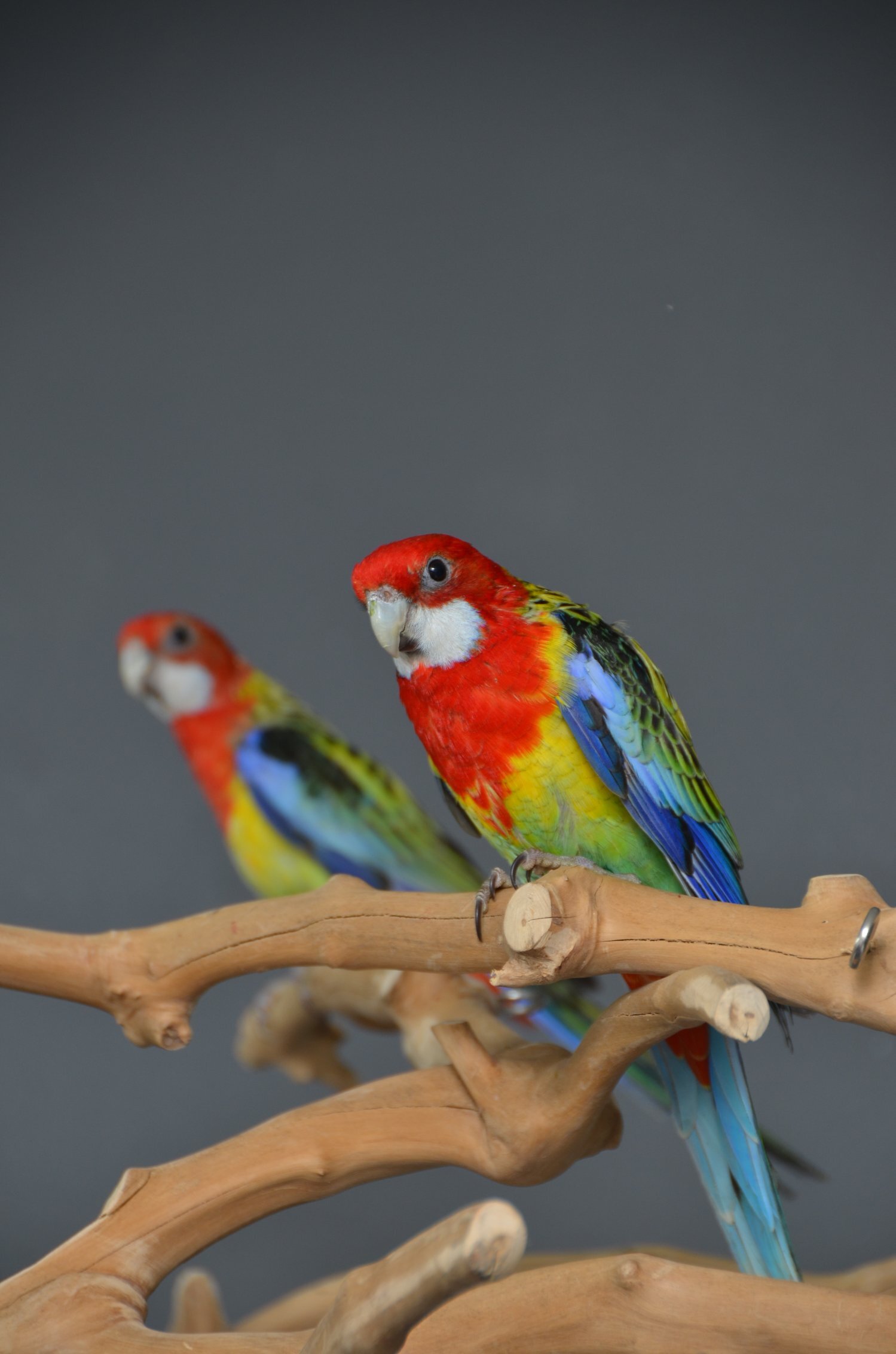 golden-mantled Rosella’s available. in {LOCATION}