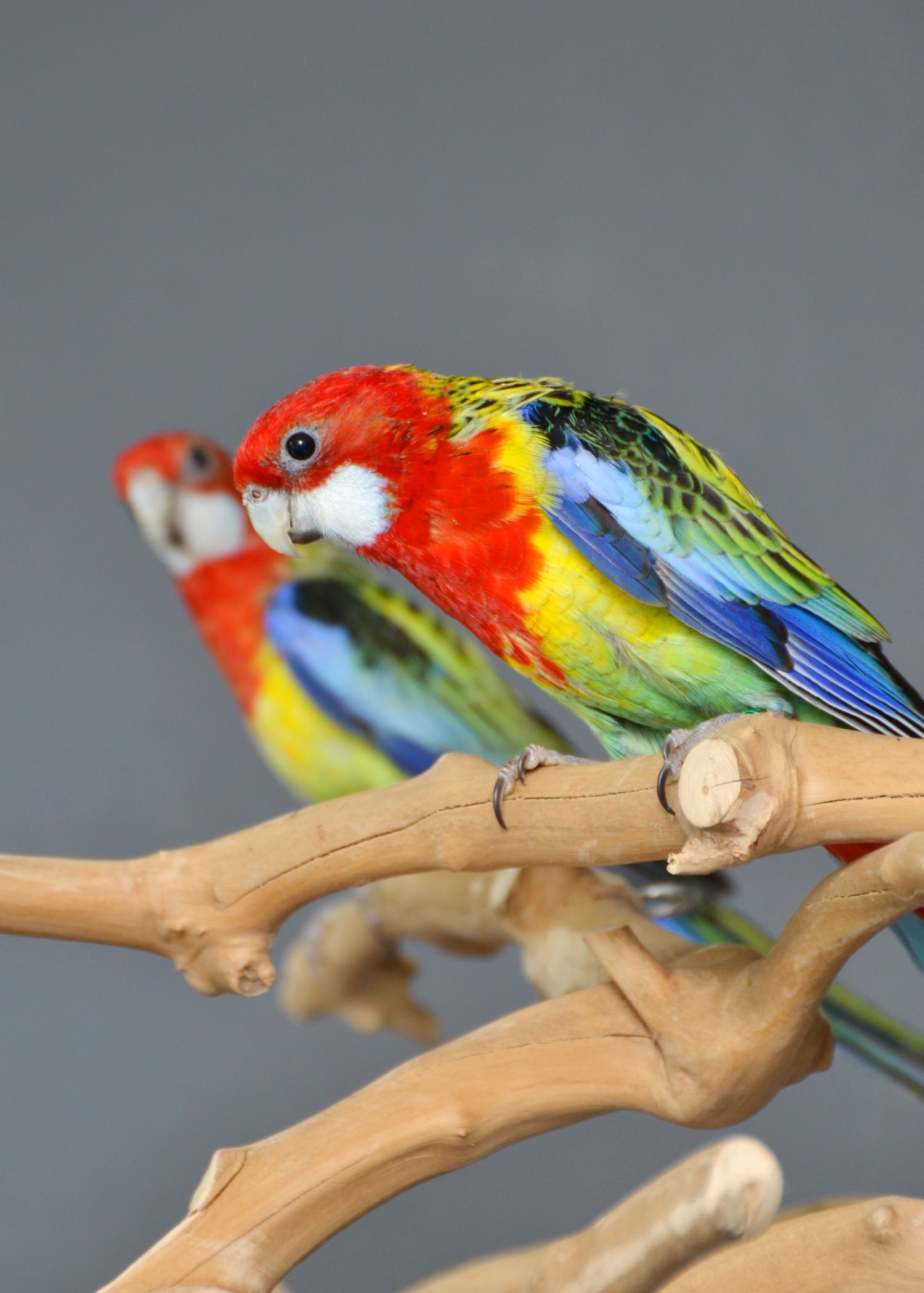 Parakeets