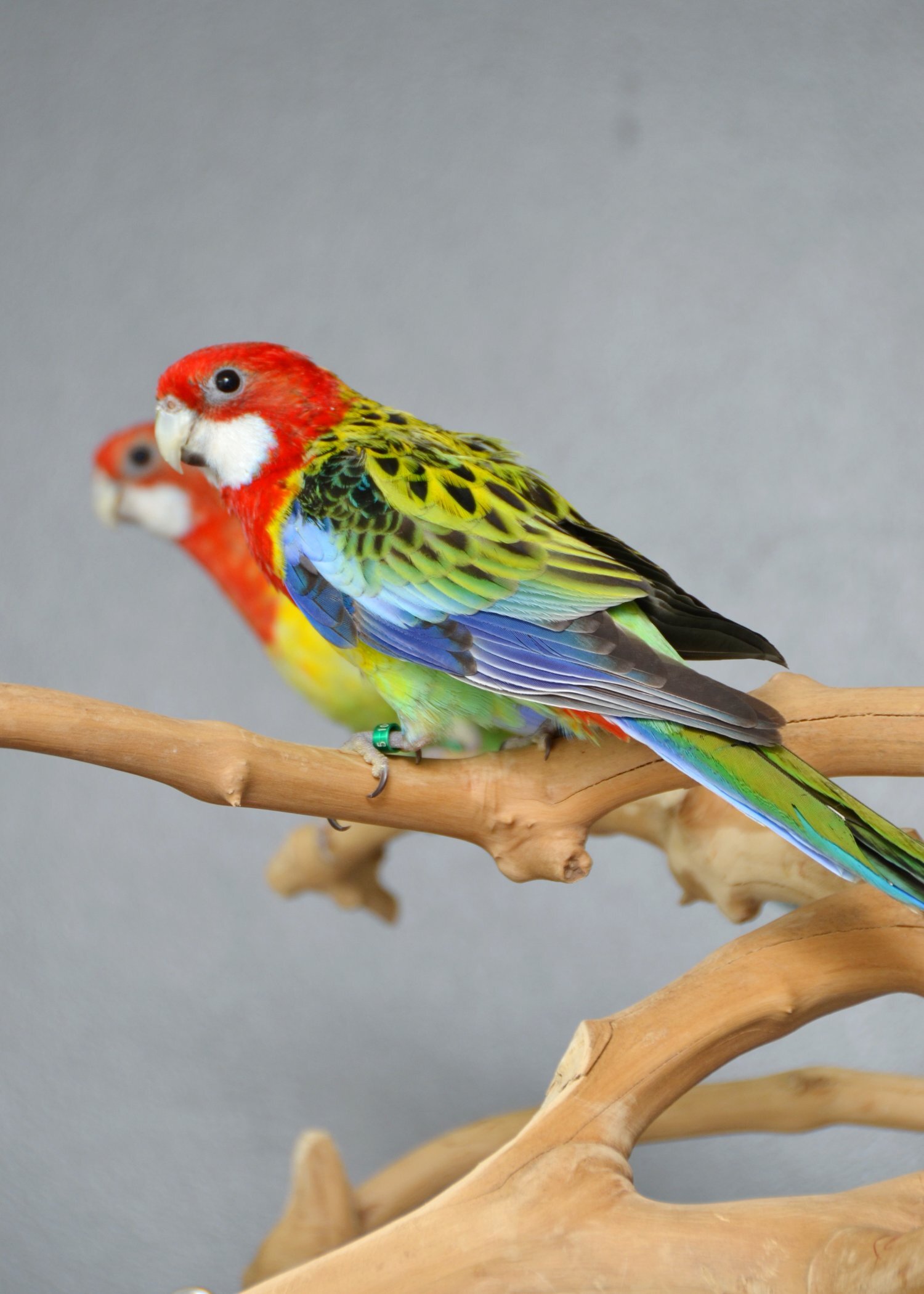 Parakeets - {TYPE}