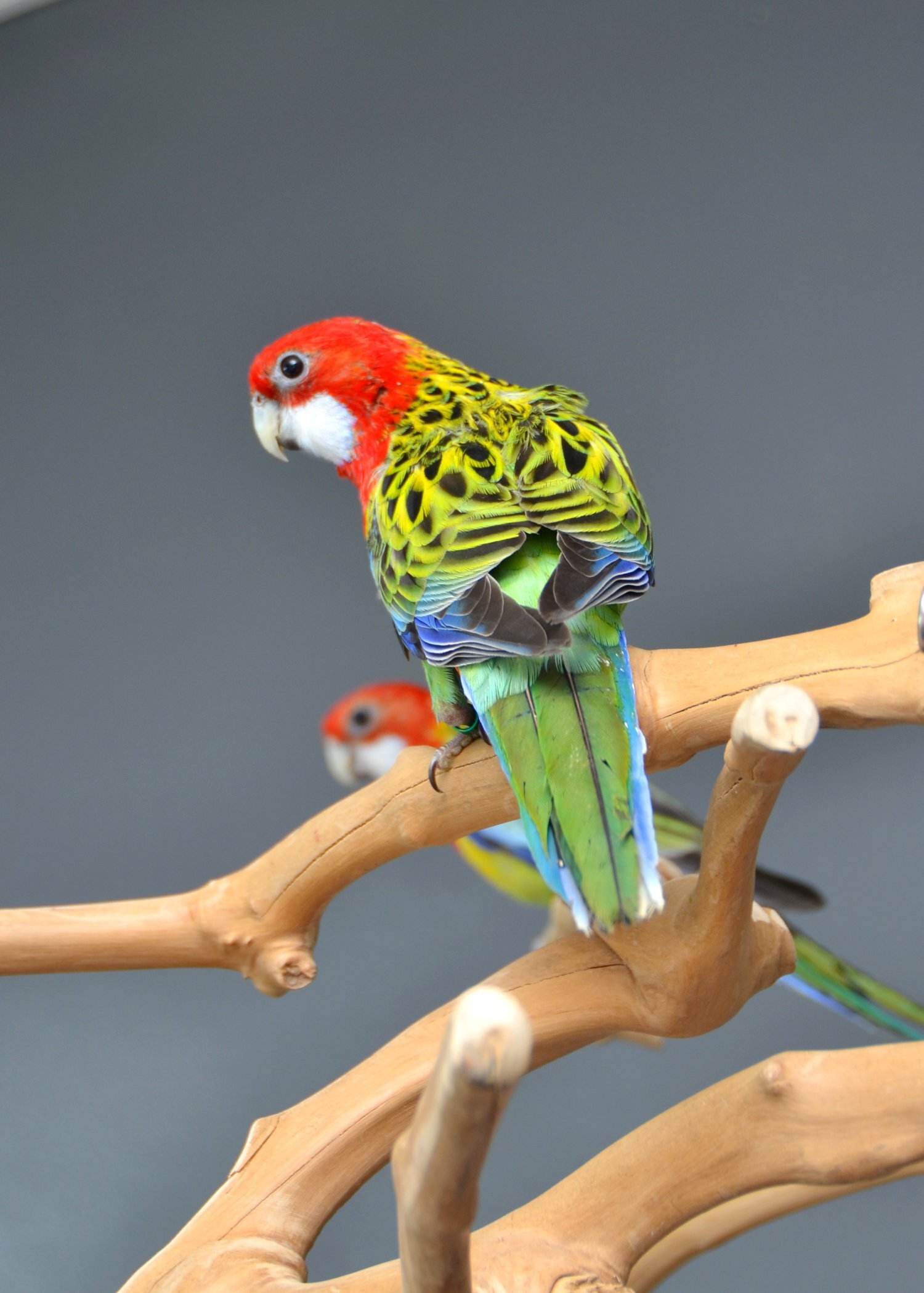 Parakeets - golden-mantled Rosella’s available.