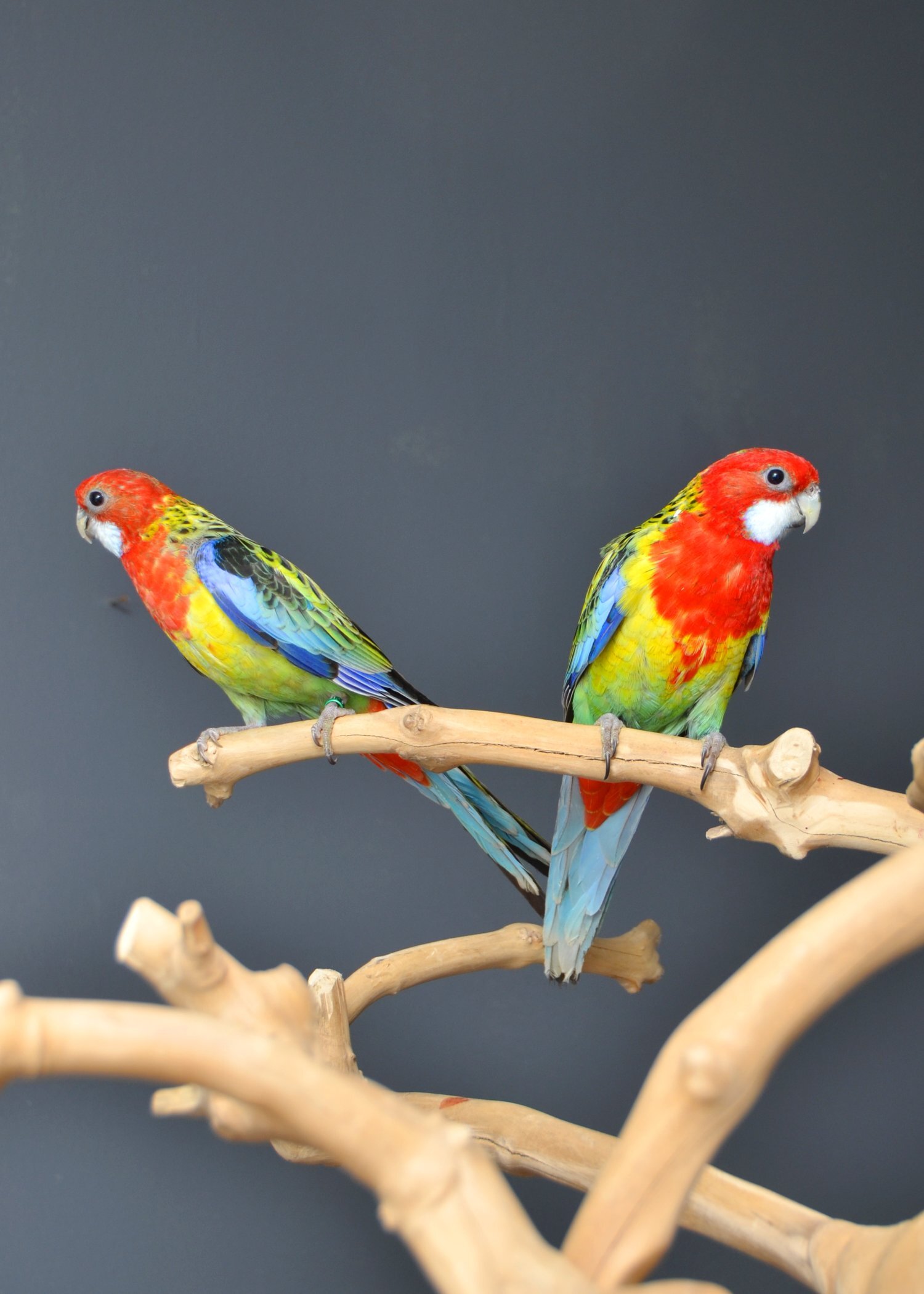 golden-mantled Rosella’s available. - Parakeets