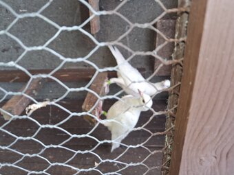 2 young frillback cross with a white homing pigeons