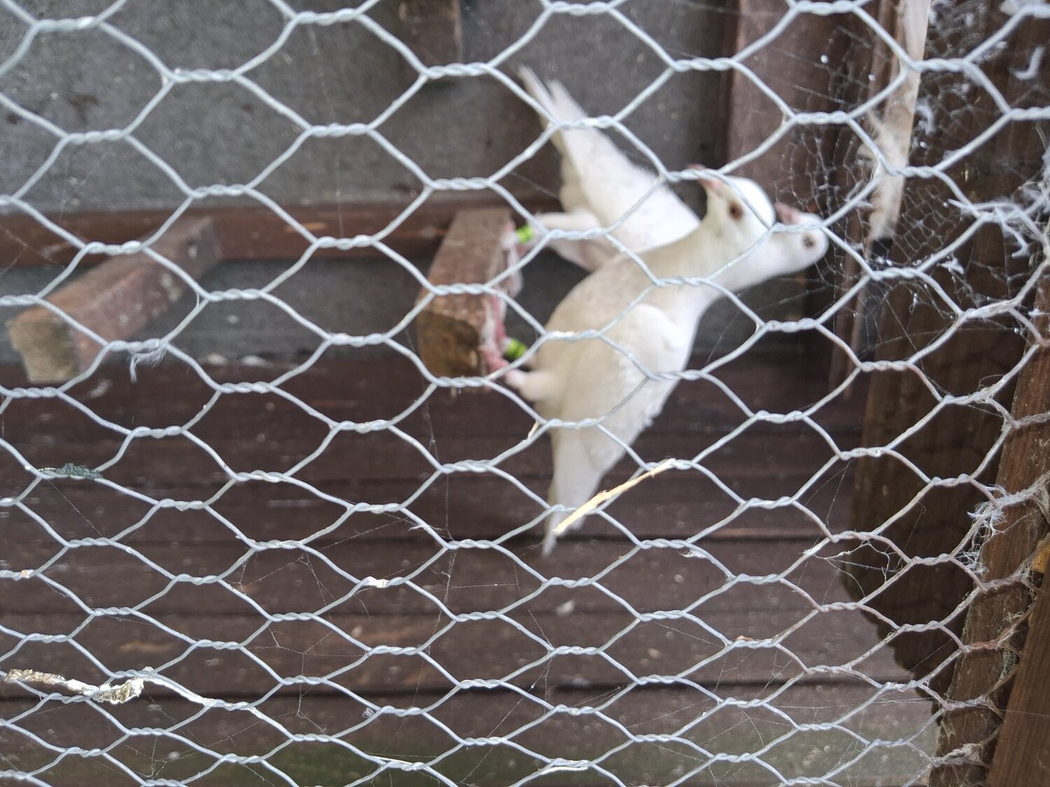 Pigeons