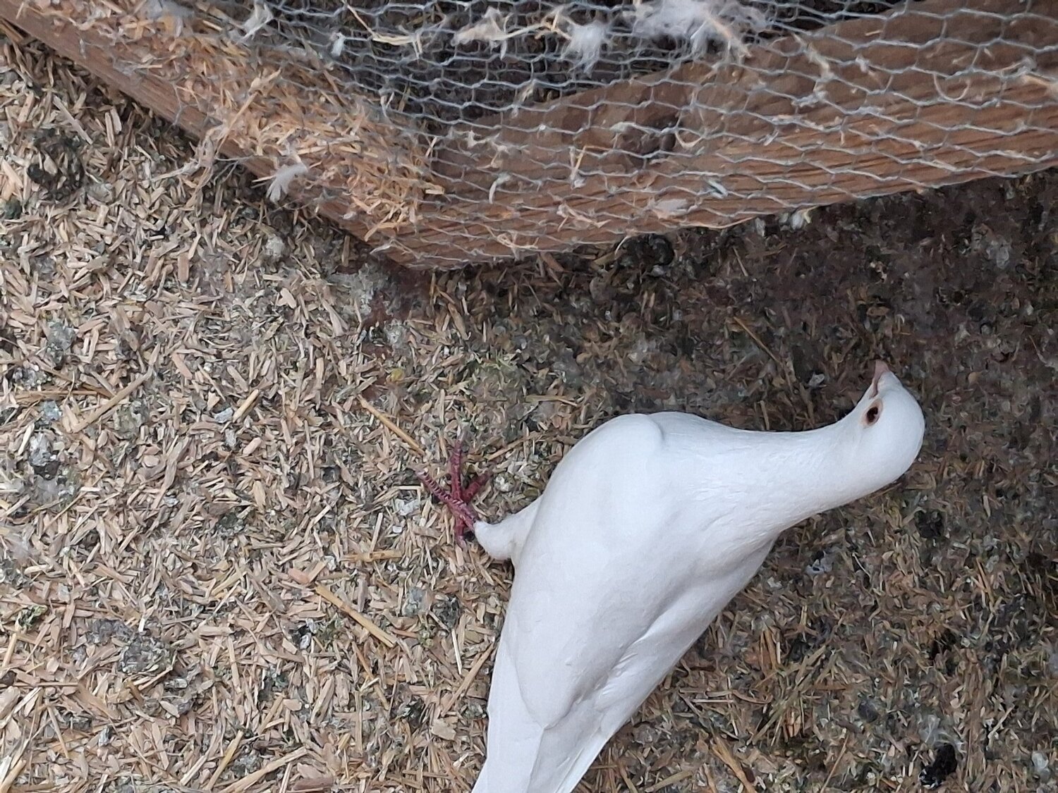 2 young frillback cross with a white homing pigeons - Pigeons