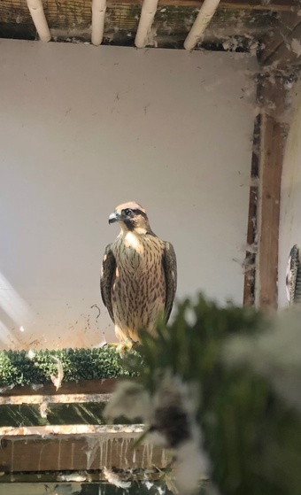Female Peregrine 2026
