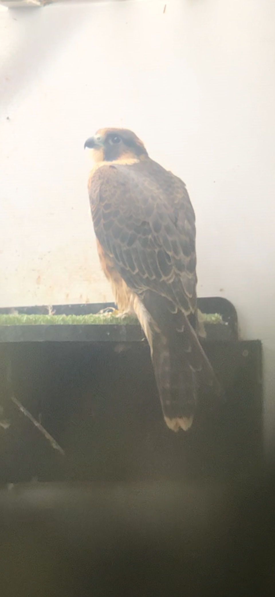 Falcons