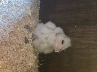Barn owls for sale 