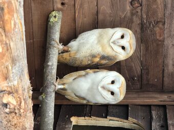 Barn owls for sale 