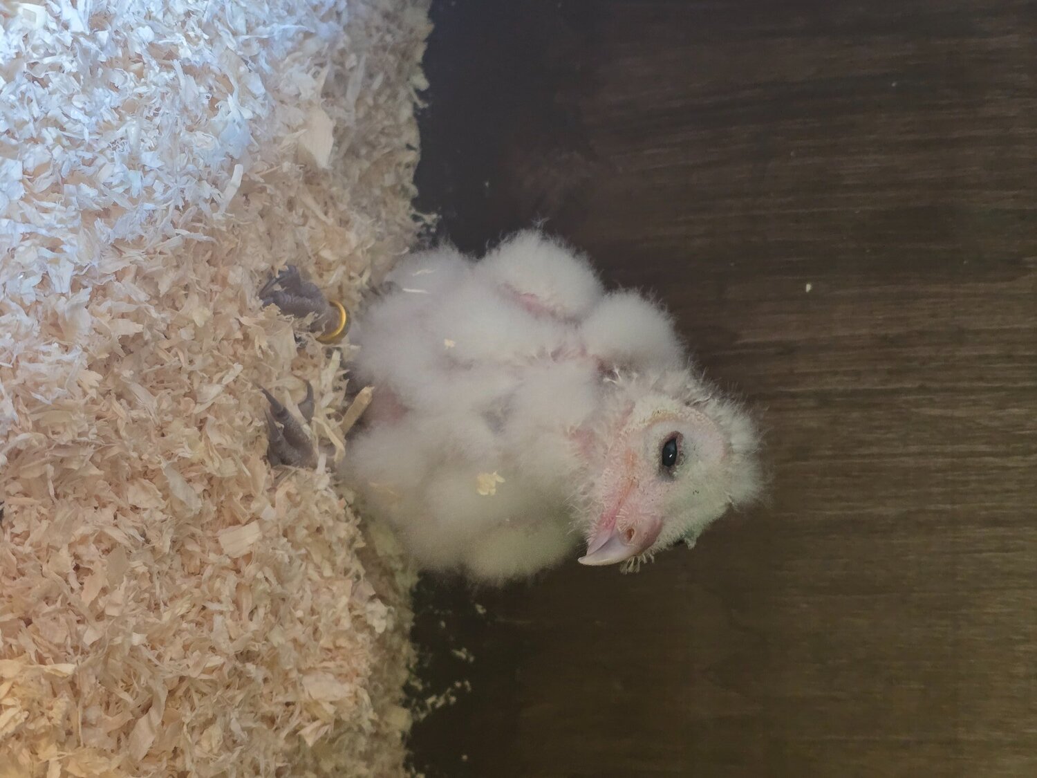 Barn owls for sale  in {LOCATION}