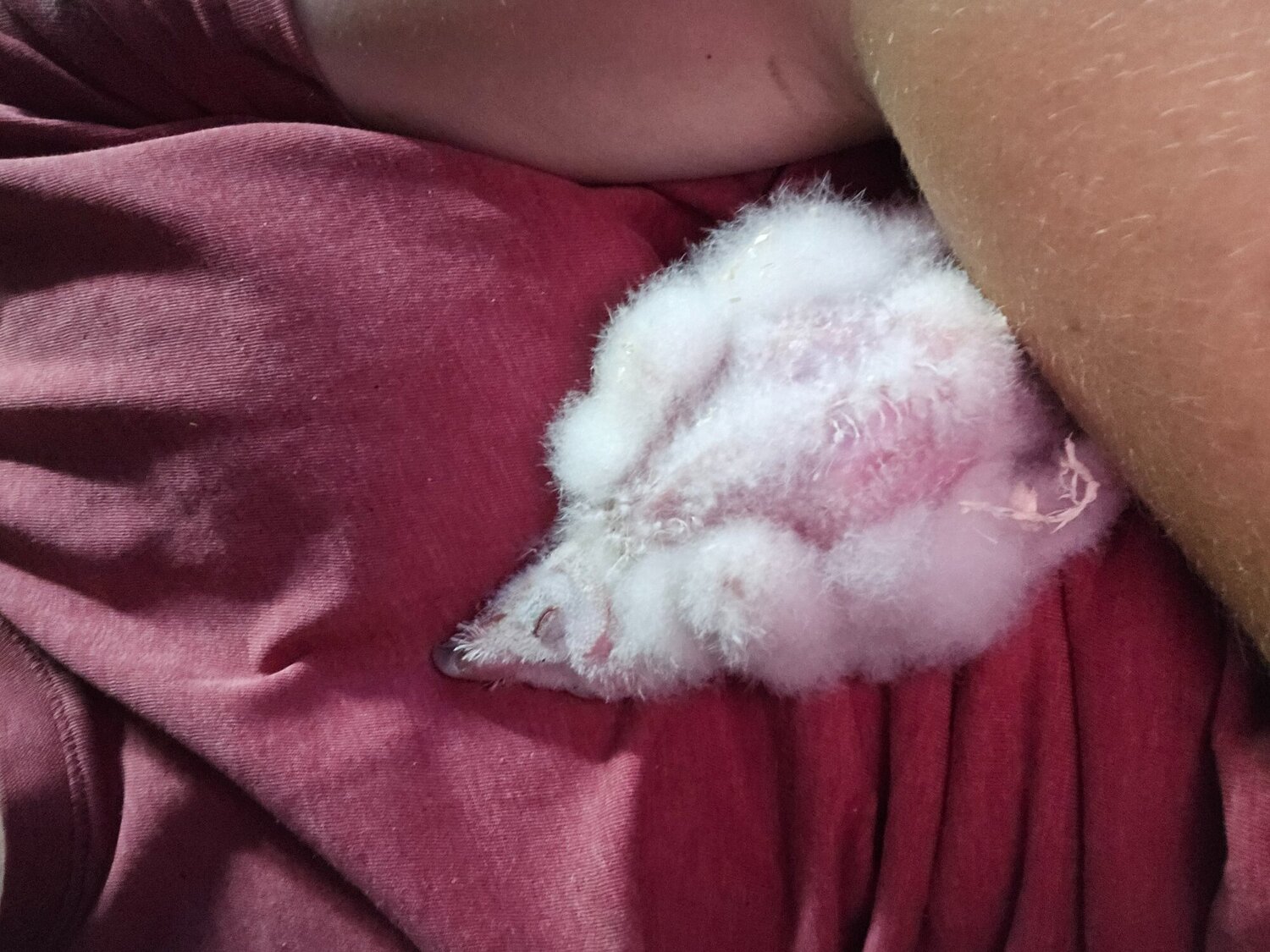 Owls