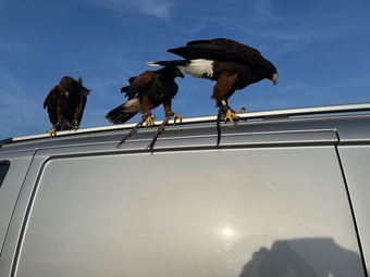 Harris hawk wanted 