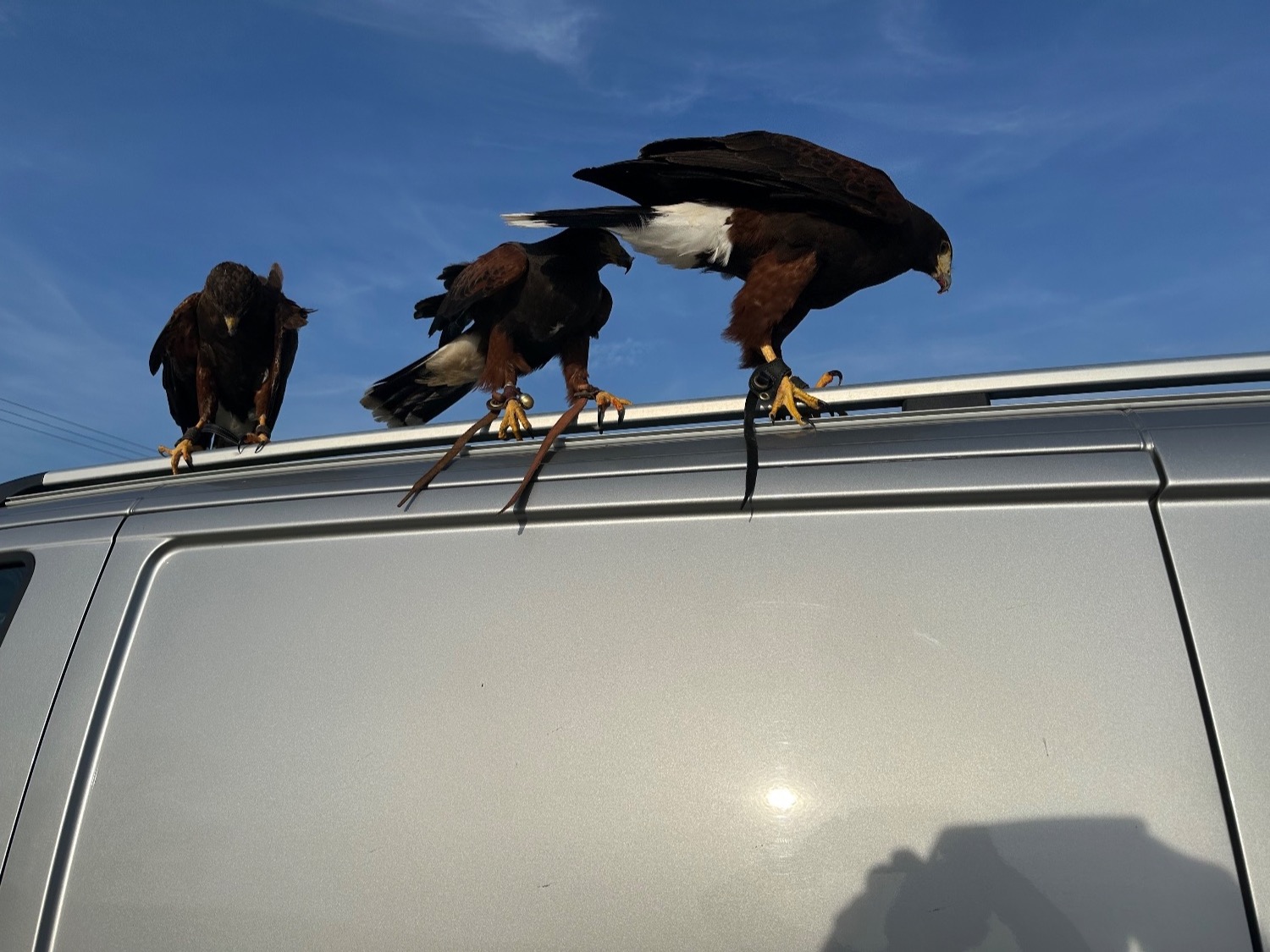 Harris hawk wanted  in {LOCATION}