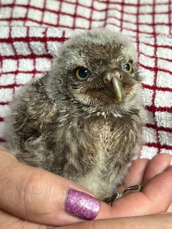 Little owl hand reared