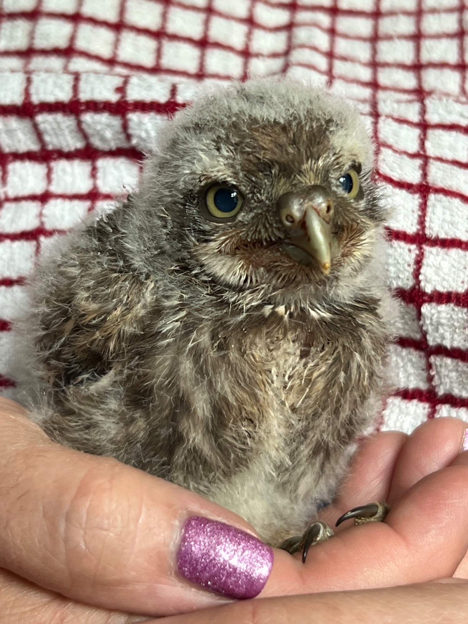 Little owl hand reared in {LOCATION}