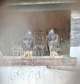 Young Harris Hawks