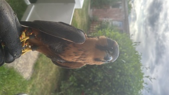 Female aplomado falcon 