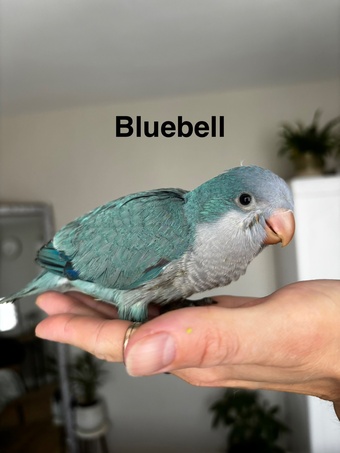 Hand reared Quaker babies for sale