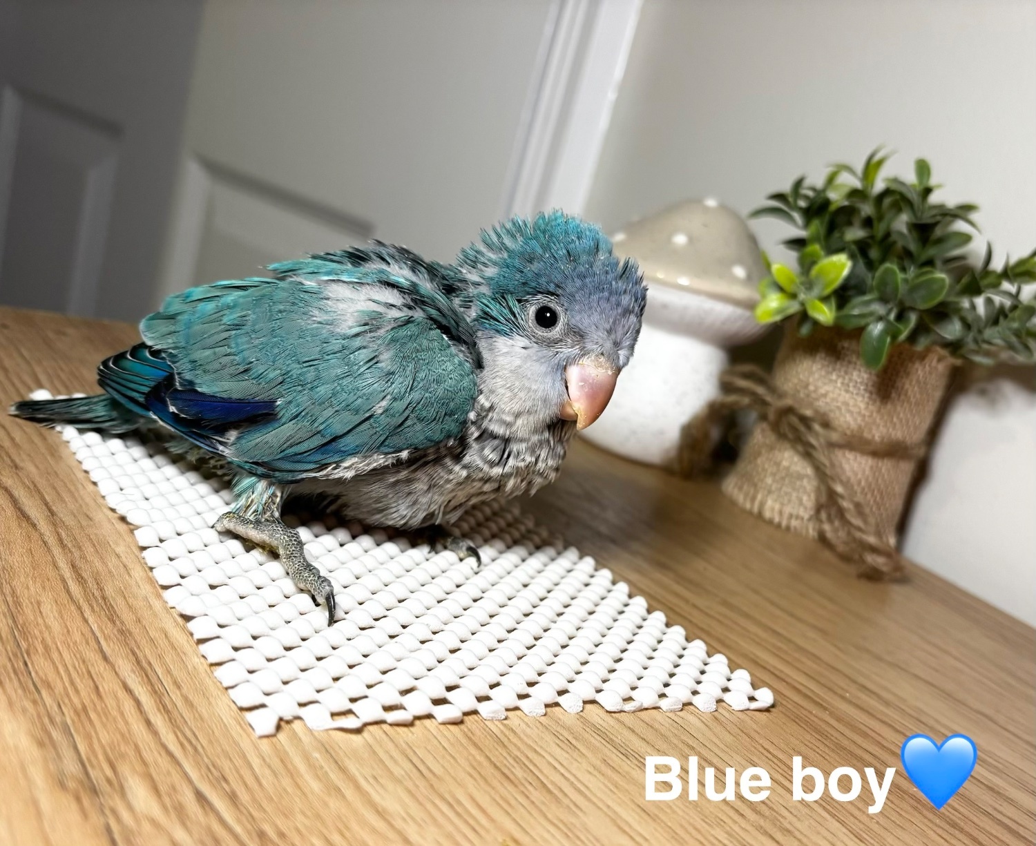 Hand reared Quaker babies for sale in {LOCATION}