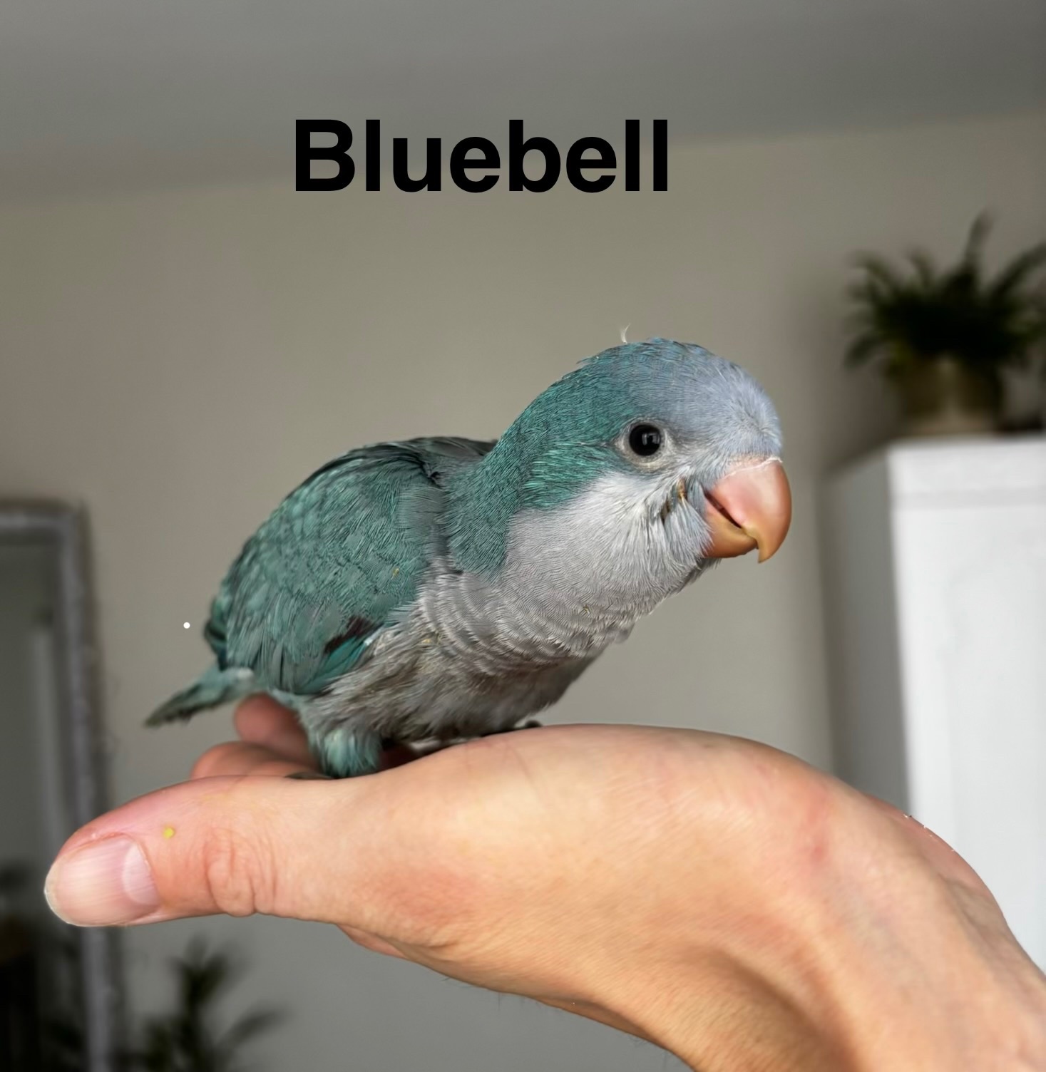 Other Parrots