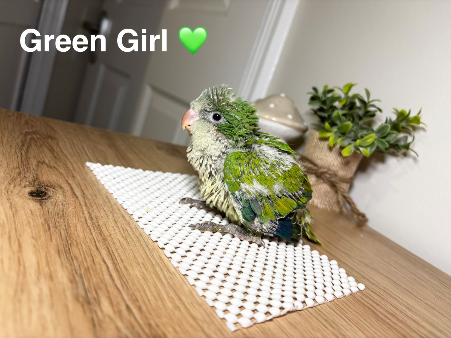 Other Parrots - {TYPE}