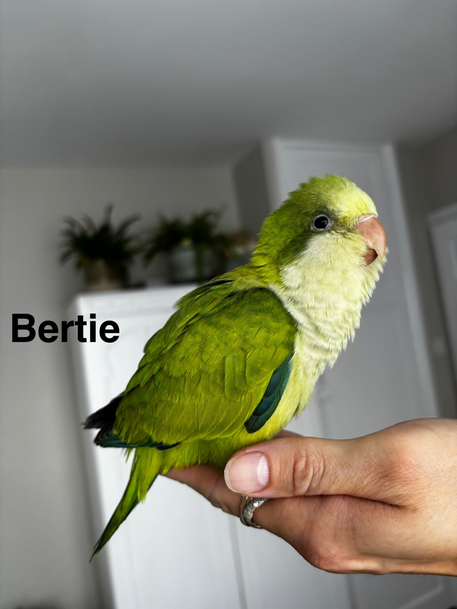 Other Parrots - {TYPE}