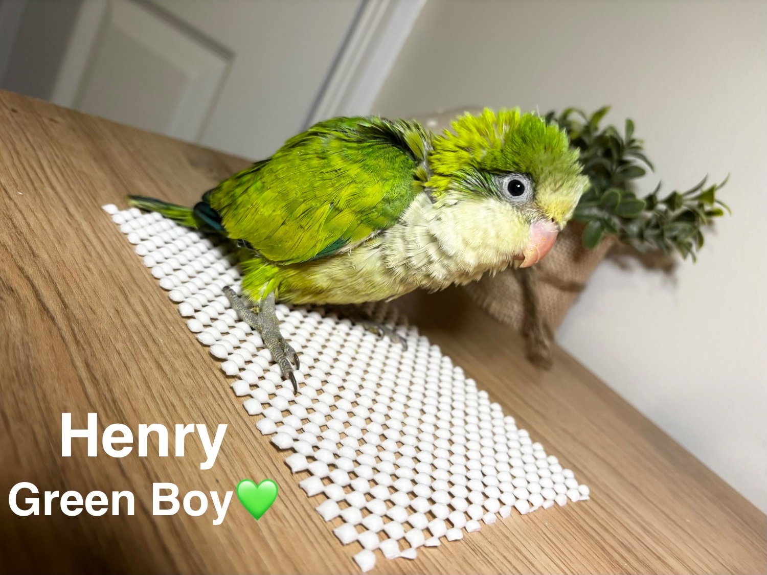 Other Parrots - Hand reared Quaker babies for sale