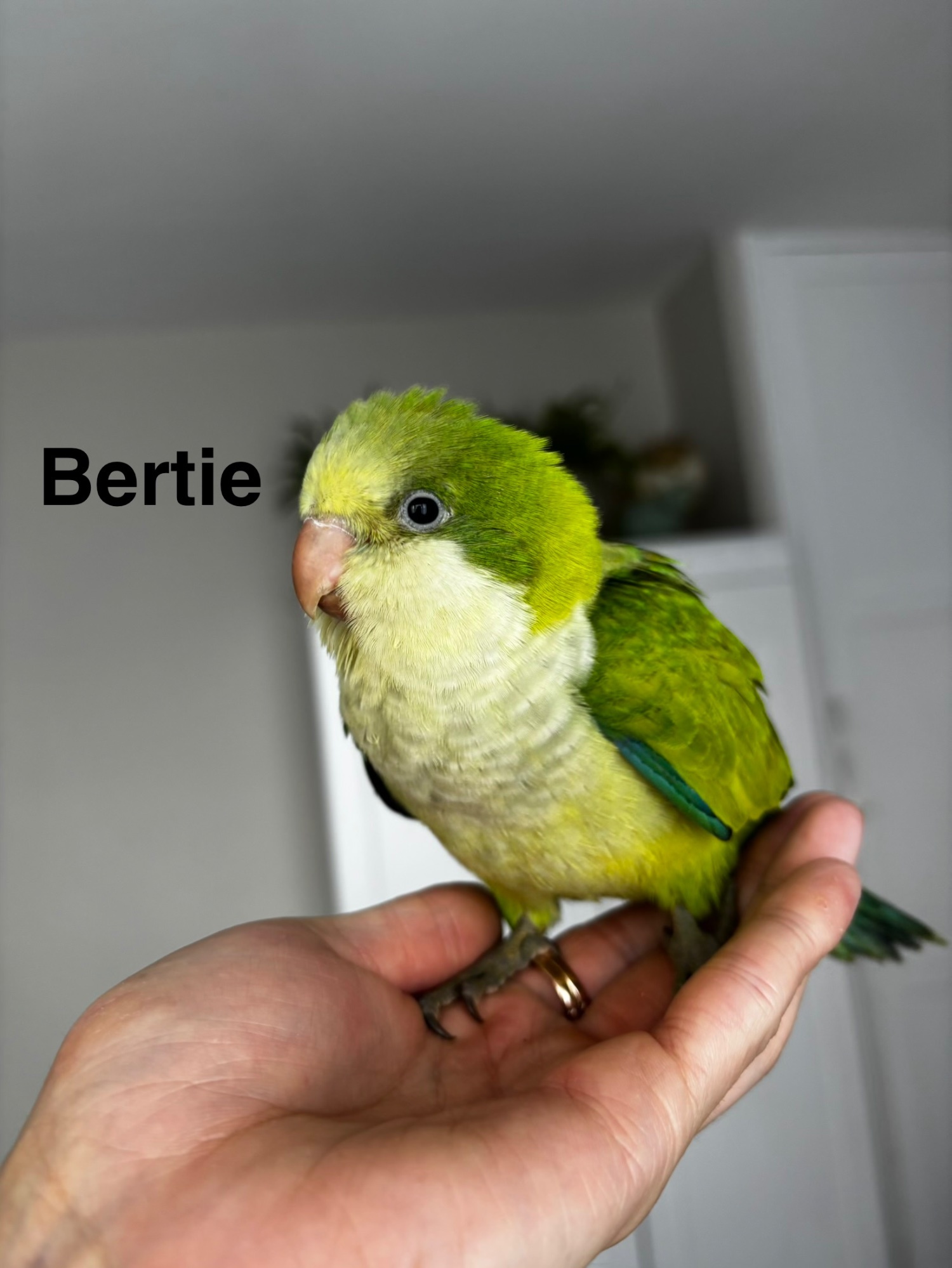 Other Parrots - READY NOW Hand reared Quaker babies for sale