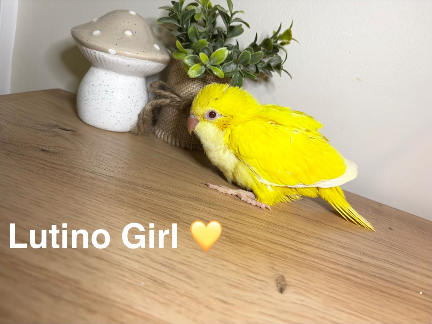 Hand reared Quaker babies for sale - Other Parrots