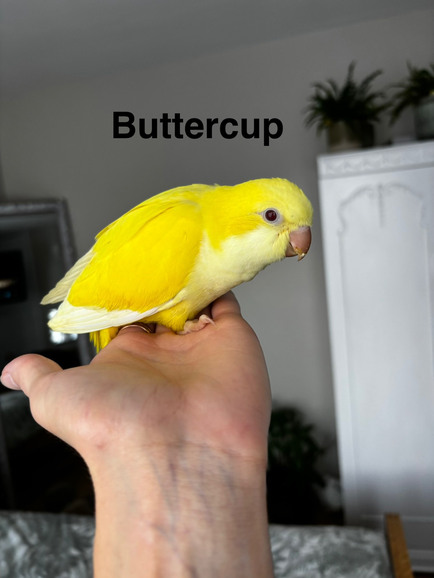 READY NOW Hand reared Quaker babies for sale - Other Parrots