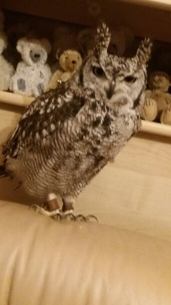 Tropical screech owl