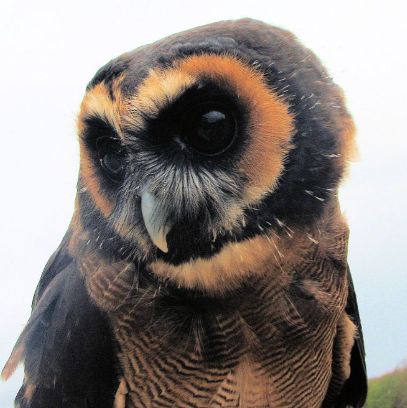 Asian Brown Wood Owl in {LOCATION}