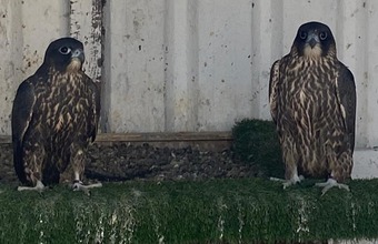 Tribred (peregrine )  X  (3/4 gyr x 1/4 saker)