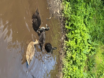 Stunning Pairs of tame call ducks 