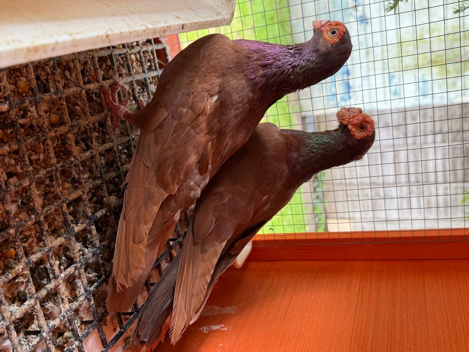 Pigeon for sale in {LOCATION}