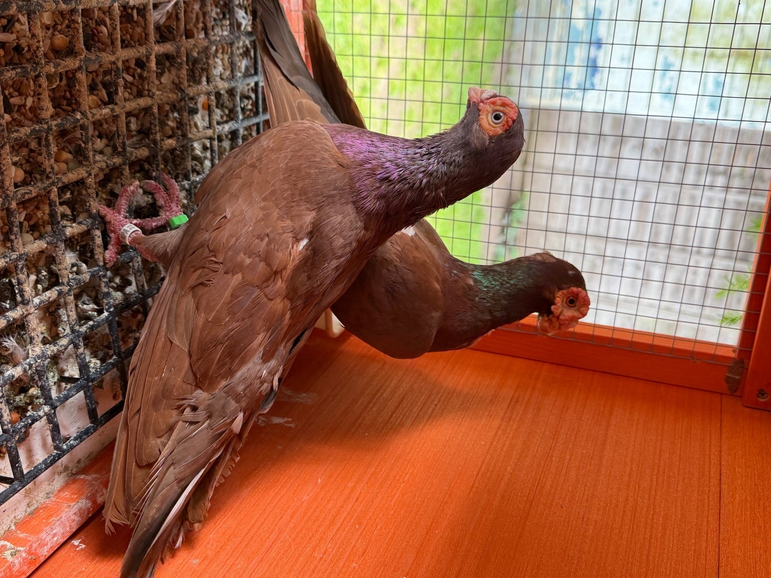 Pigeons