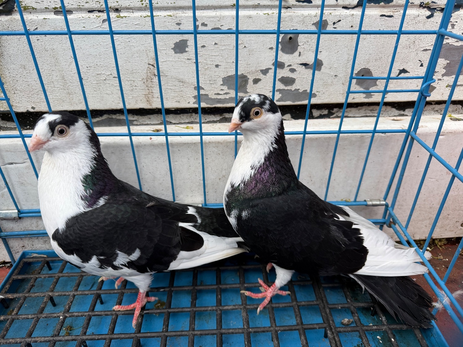 Pigeons - {TYPE}