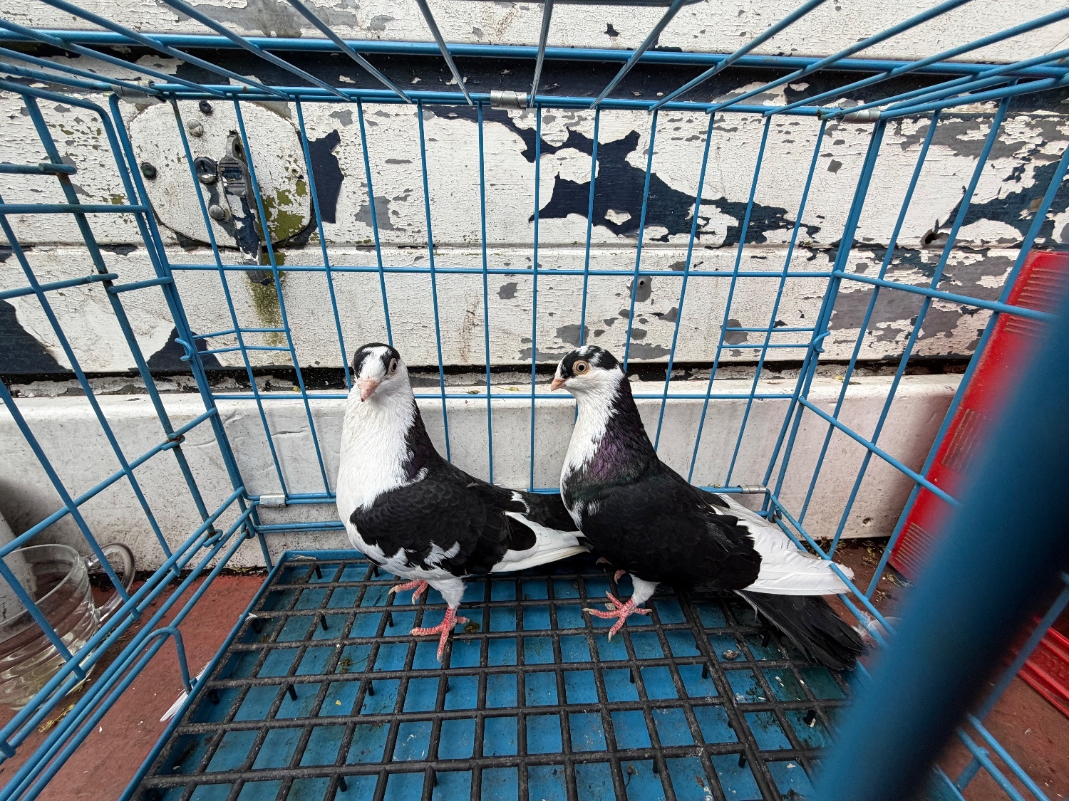 Pigeons - Pigeon for sale