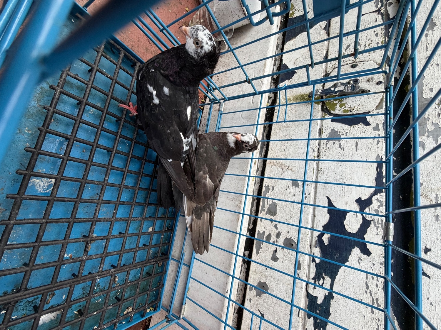 Pigeon for sale - Pigeons