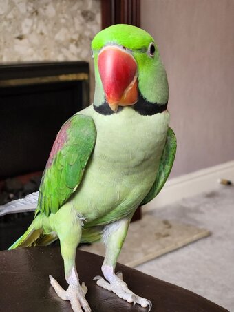 Pair of parrots Alexandrine 🦜 