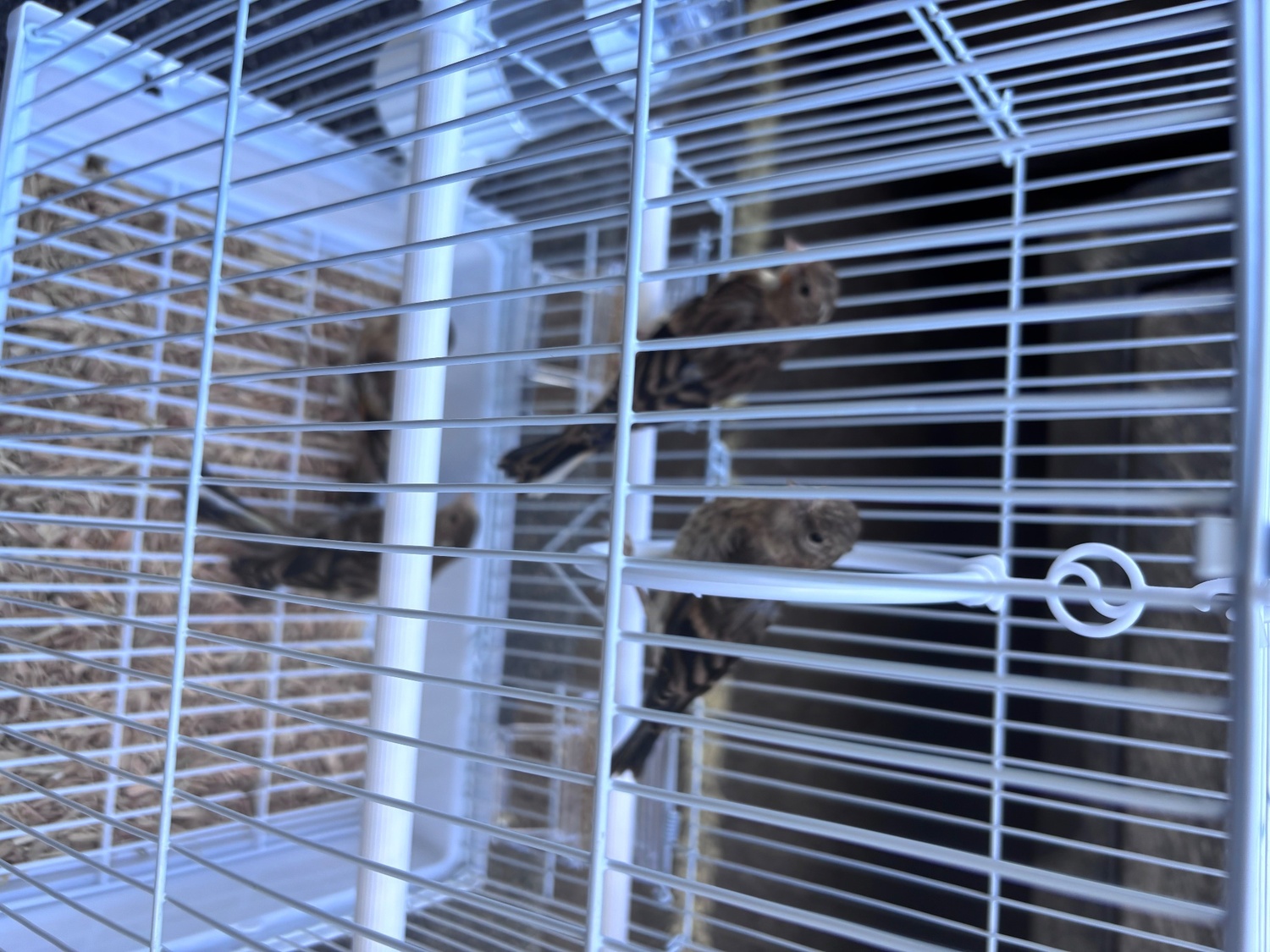 Finches