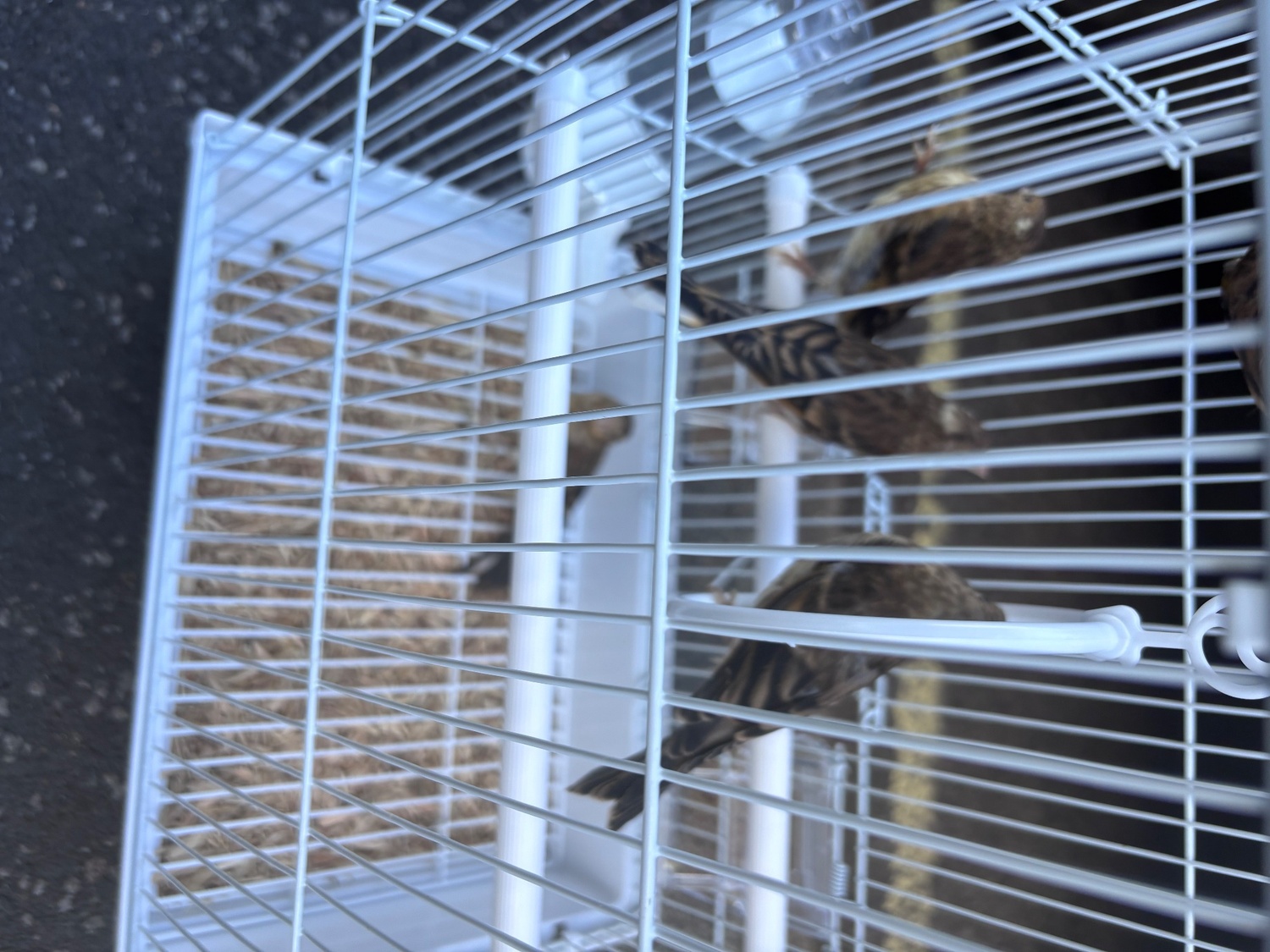 Finches - {TYPE}