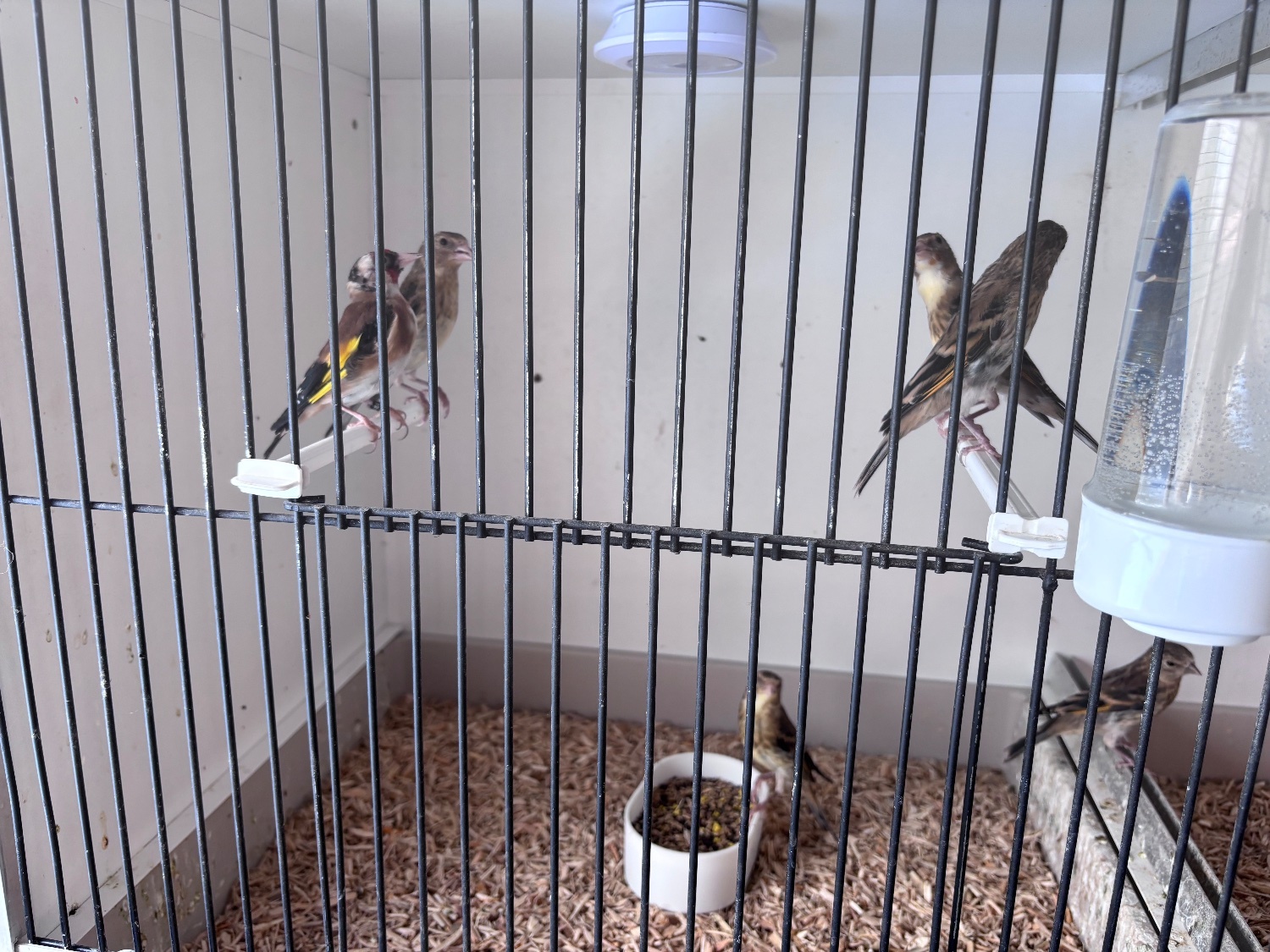 This years Goldfinch mules - Finches